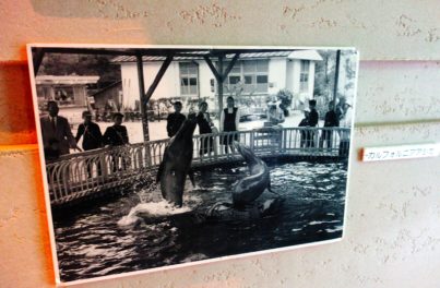 昭和28年頃の水族館の写真