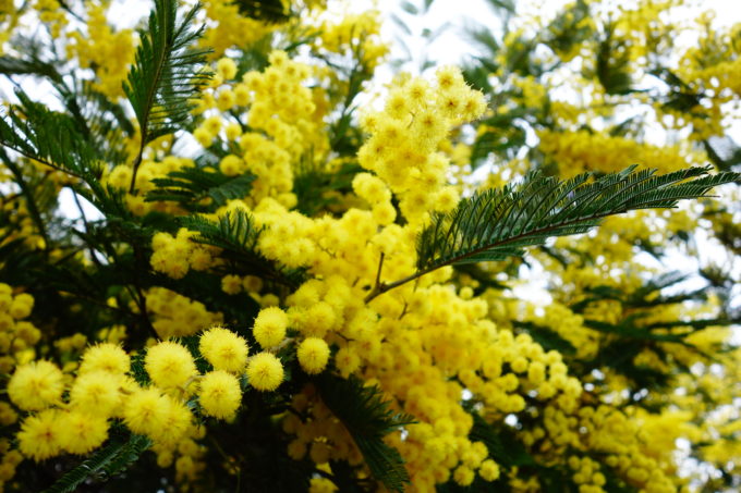 黄色の花を咲かせた植物