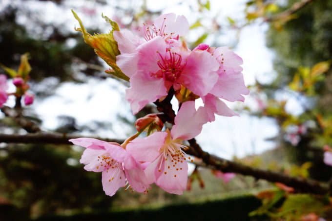 綺麗なピンク色した桜の花