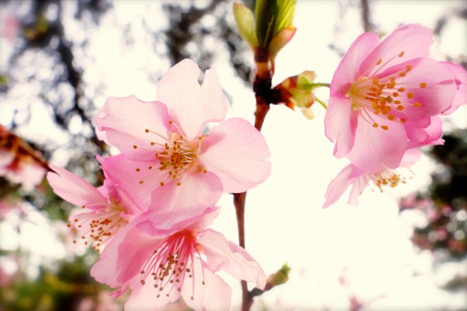 薄ピンク色で可憐に咲く桜