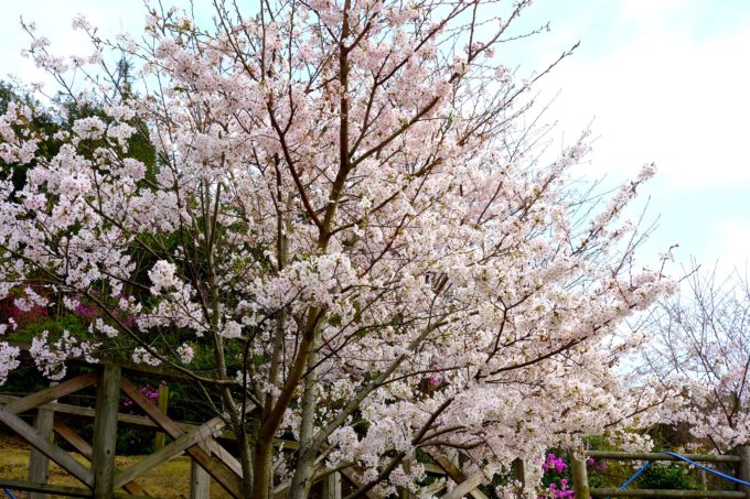 満開に咲いた桜の木