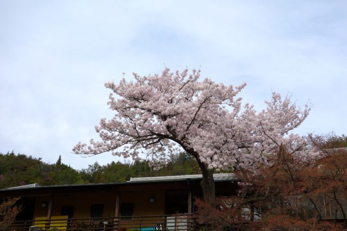 リトルプラス敷地内にて満開に咲く大きな桜の木