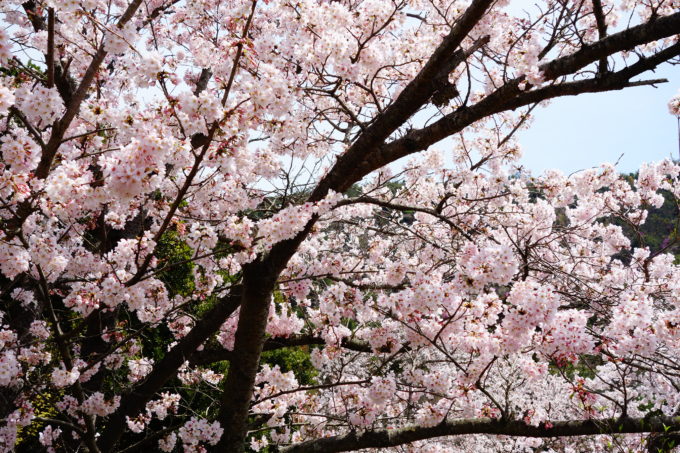 満開に咲き誇る桜の木