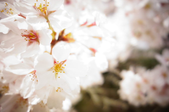 桜の花をアップで撮影した様子
