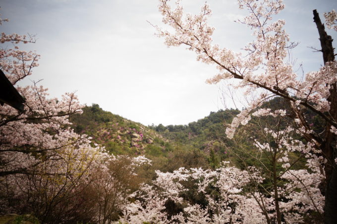 満開に咲く桜と遠くに見える山