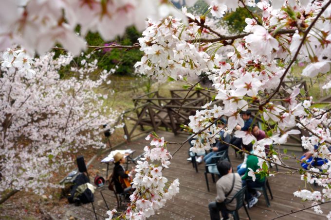 桜の木の間からウッドデッキの人々を撮影した様子