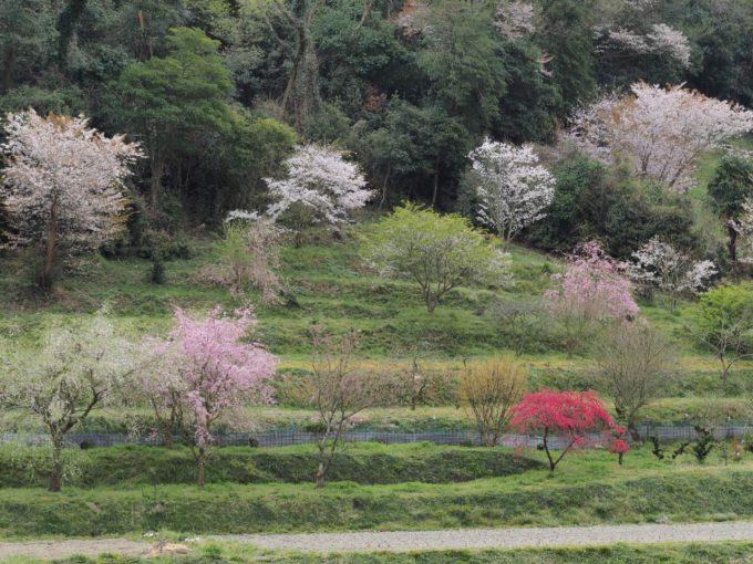迫川の土手に咲いた桜の木