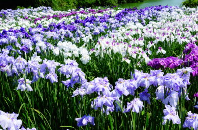 一面に咲いた紫色の花菖蒲
