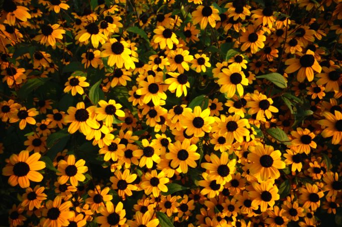 石島にさく黄色の花