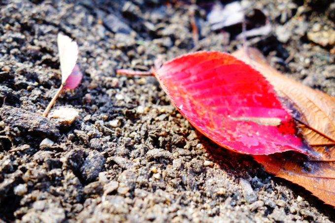 地面に落ちた赤い落ち葉