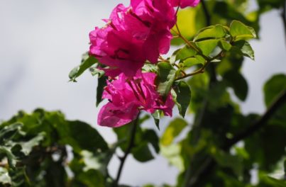 鮮やかなピンク色のお花を撮影した様子