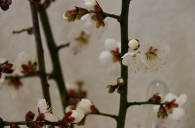 咲いた桜