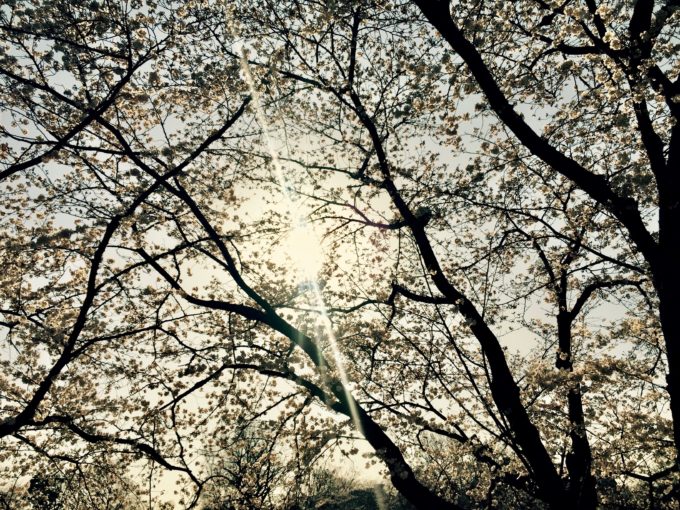 岡山市内の桜並木