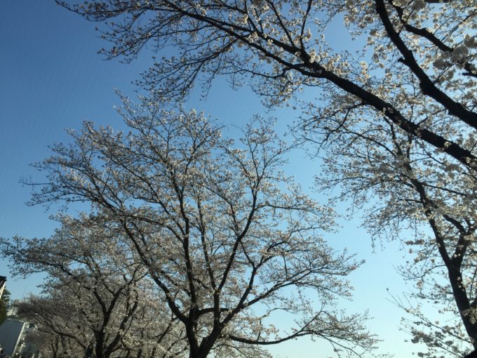 岡山市内の桜並木