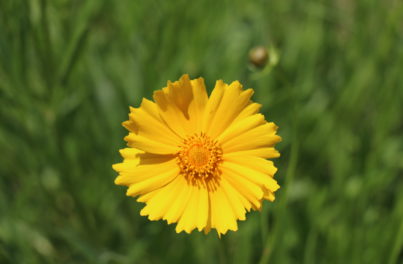 一輪の黄色い花