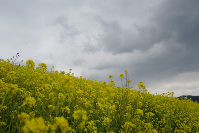 暗雲の下に広がる希望を感じさせる黄色い花